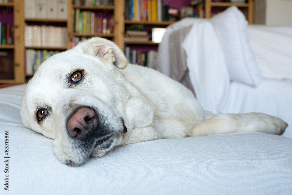 Spanish Mastiff on sofa with library on background Spanish Mastiff on sofa with library on background