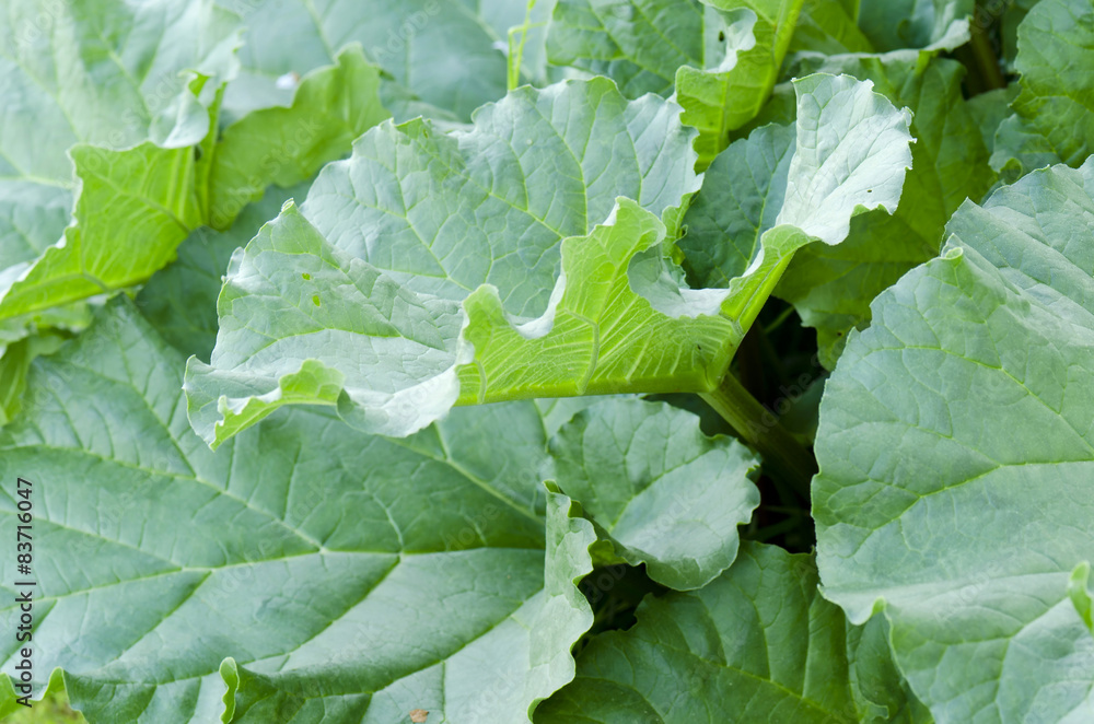 rhubarb leaf rhubarb leaf