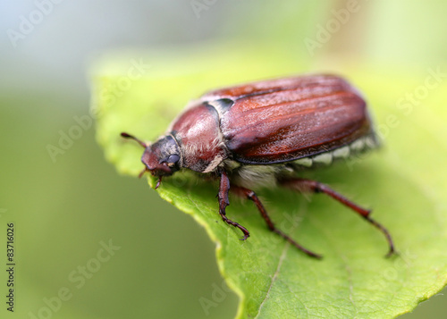May beetle sitting on a leaf