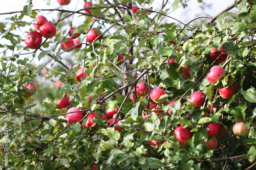 Many apples hanging on the branches