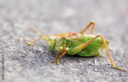 Large green grasshopper locust