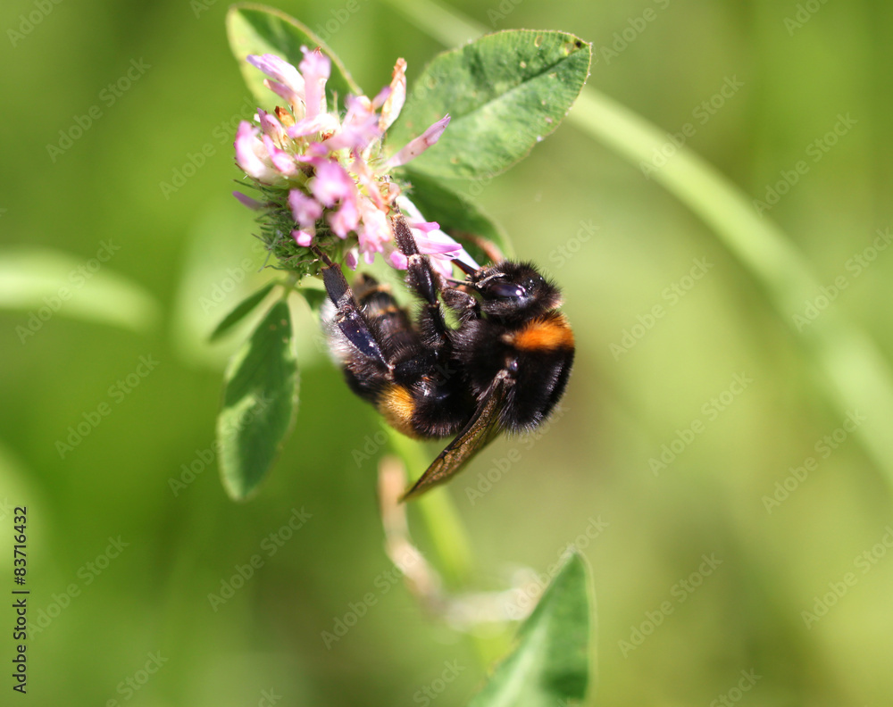 Bumblebee drinking nectar from a flower Bumblebee drinking nectar from a flower
