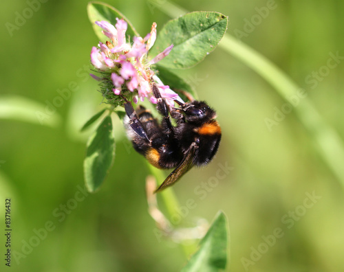 Bumblebee drinking nectar from a flower