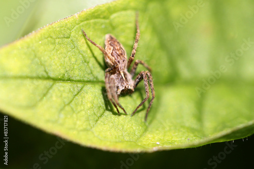 A small brown spider