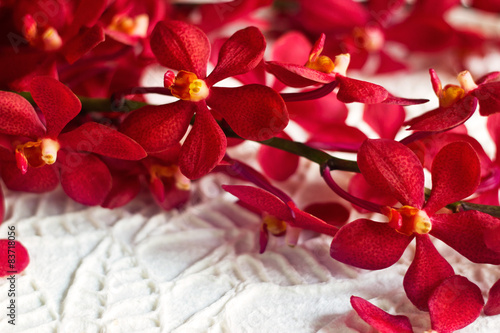 Fototapeta Naklejka Na Ścianę i Meble -  Red orchid oriental tropical flower