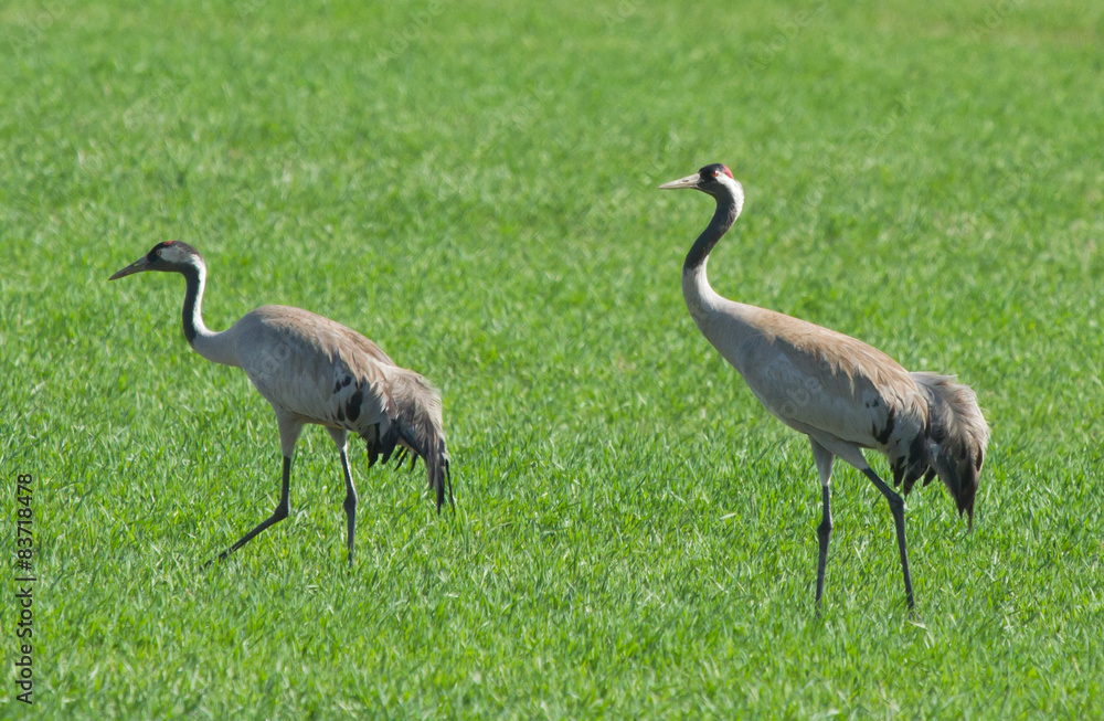 Fototapeta premium Common cranes in the field