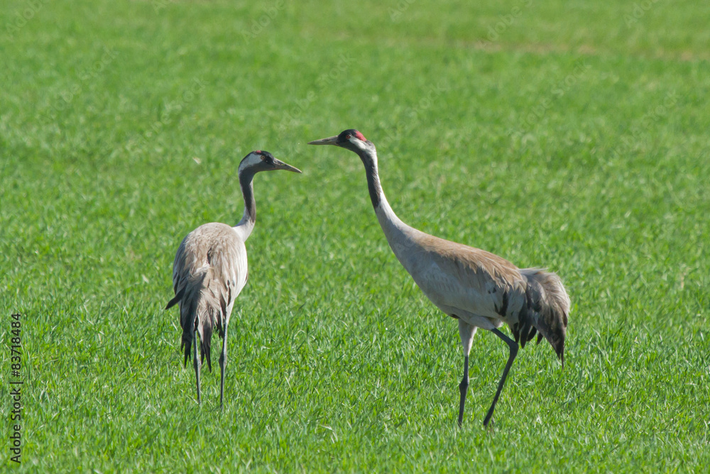 Obraz premium Common cranes in the field