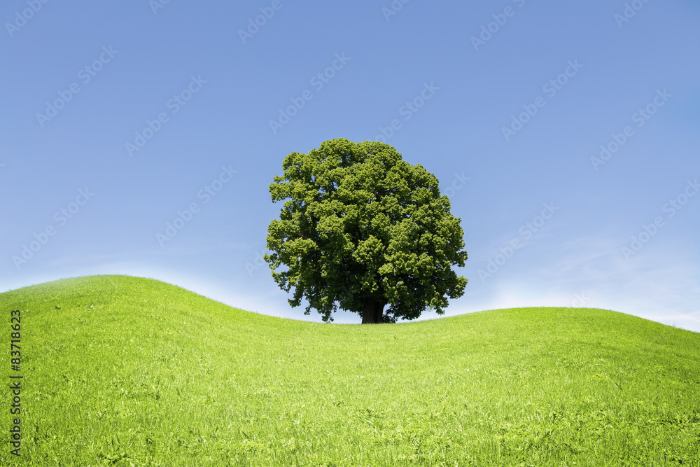 Linde Baum Linde Baum