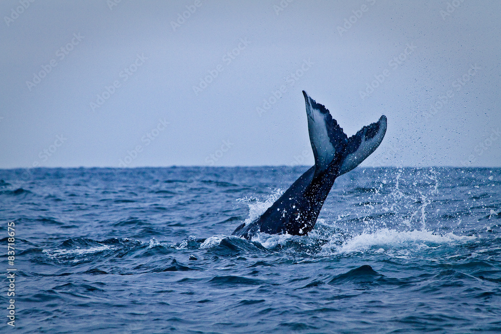 Fototapeta premium Beautiful humpback whales in the coast of Ecuador