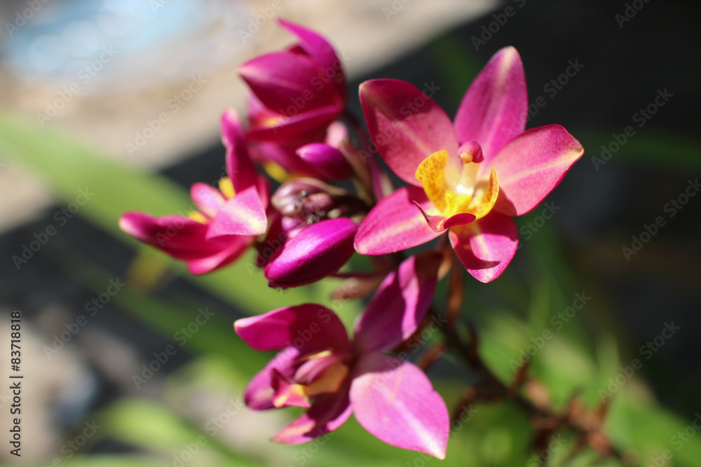 Beautiful Pink Orchid bouquet in the Garden