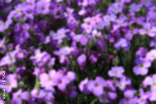 blurred background of flowers