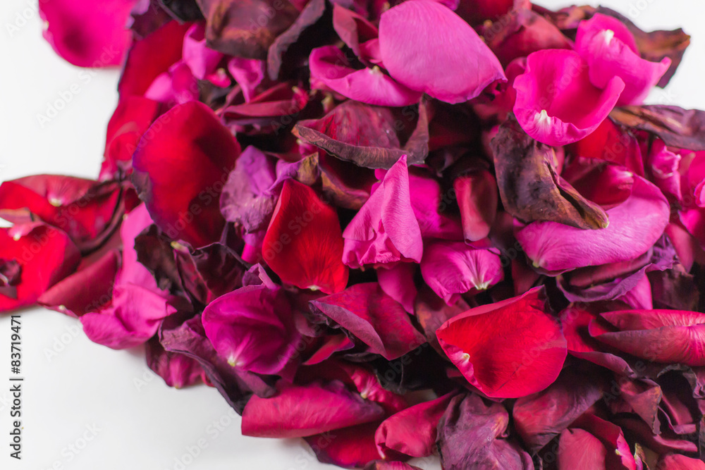 Closeup of Many Dying Red Rose Petals