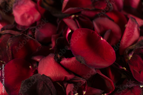 Fototapeta Naklejka Na Ścianę i Meble -  Closeup of Many Dying Red Rose Petals
