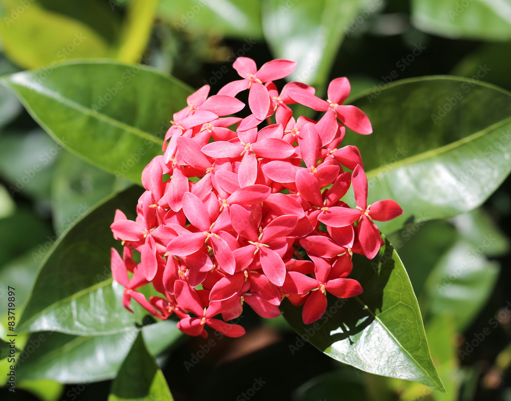 red flower red flower