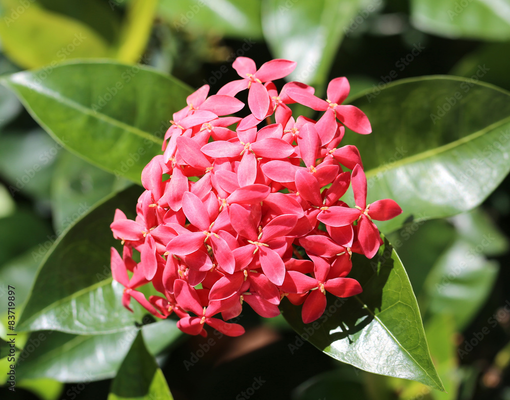 red flower