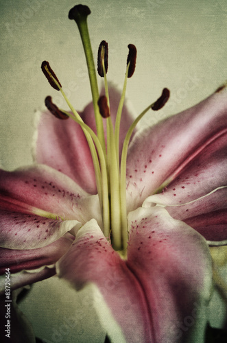 Fototapeta Naklejka Na Ścianę i Meble -  Lily