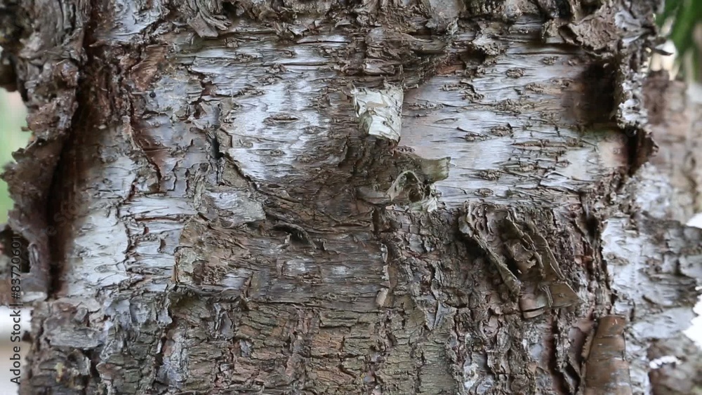 Araucaria cunninghamii bark Araucaria cunninghamii bark