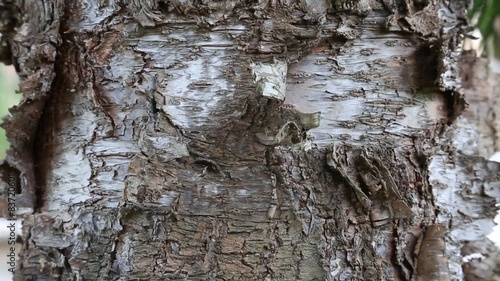 Araucaria cunninghamii bark photo