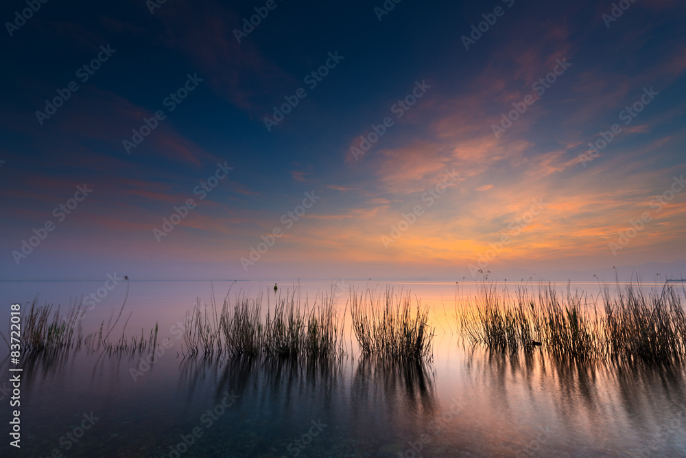 reeds in lake at sunset with cloudy blue orange sky reeds in lake at sunset with cloudy blue orange sky