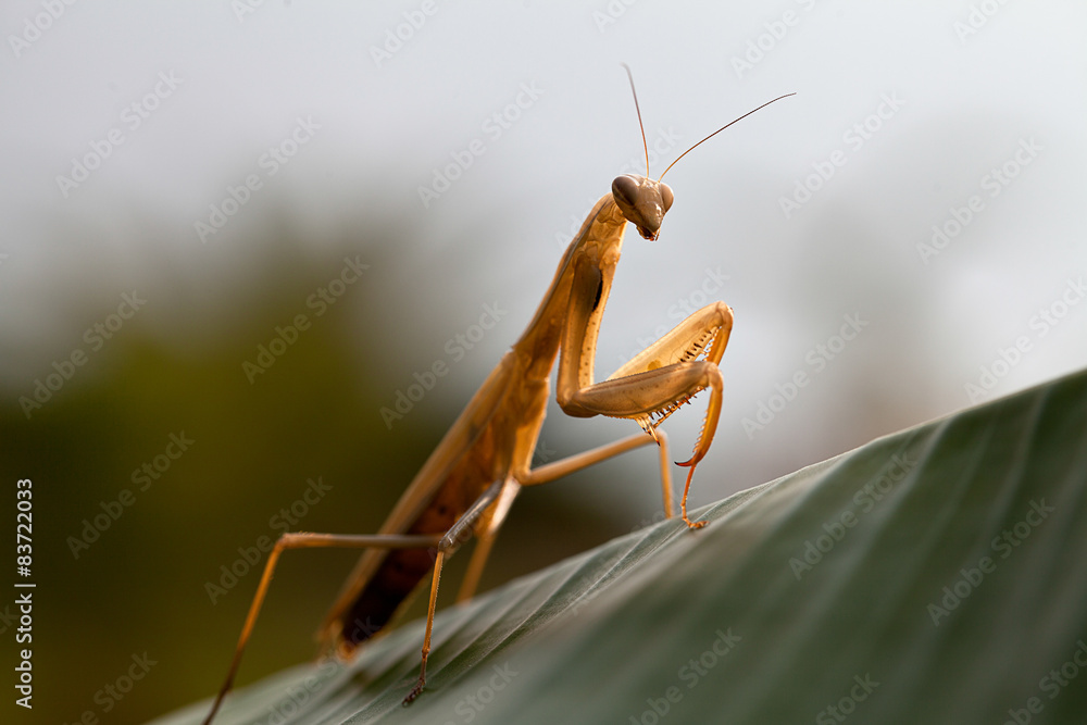 Praying Mantis Praying Mantis