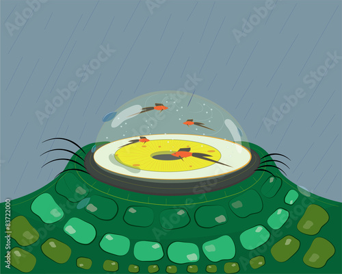 Eye tank and small fishes