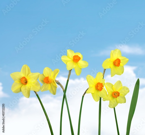 Daffodil, Spring, Flower.