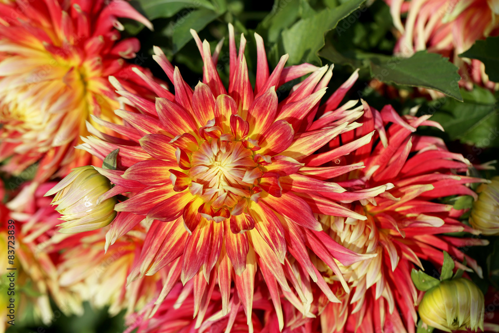 multicolored flowers multicolored flowers