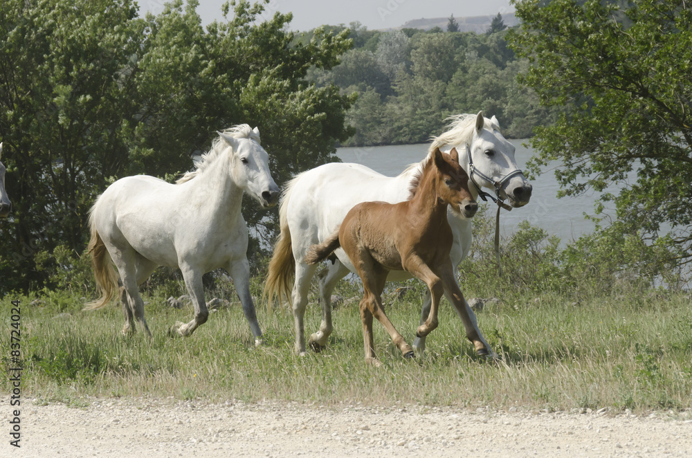 chevaux au galop en liberté