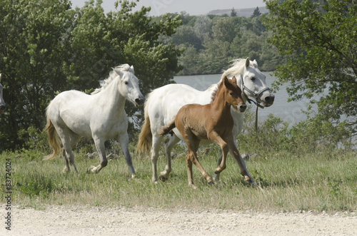 chevaux au galop en liberté © scorcom