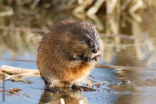 Tableau sur toile muskrat