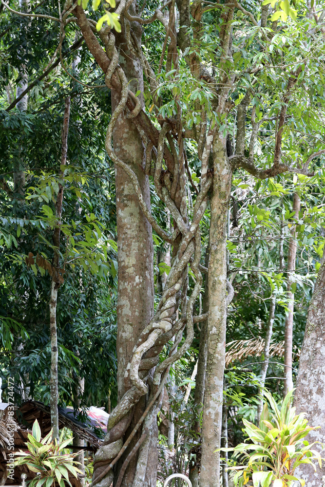 Fototapeta premium Rainforest