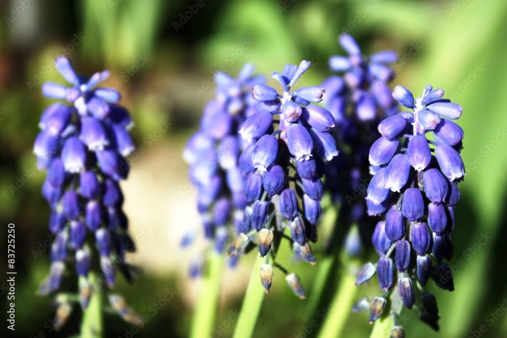 blue grape hyacinth in the garden under a blue sky blue grape hyacinth in the garden under a blue sky