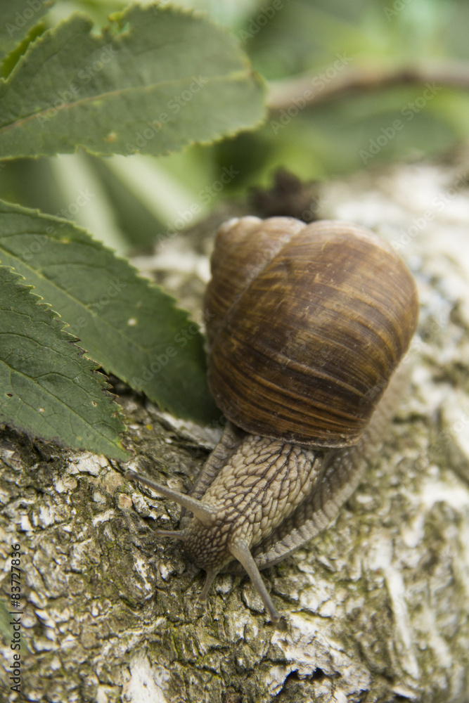 little snail crawling on a tree on a green background little snail crawling on a tree on a green background