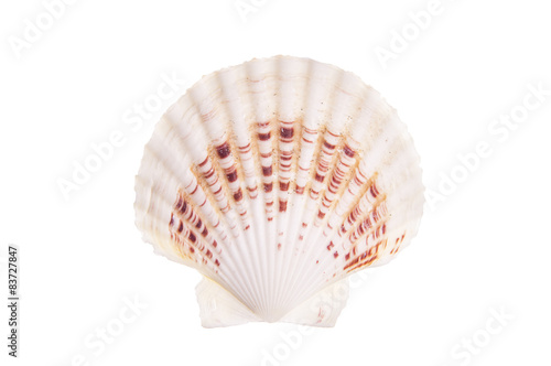 big sea shell