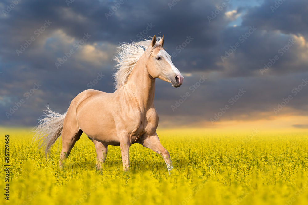Obraz premium Palomino horse with long blond male on colza field