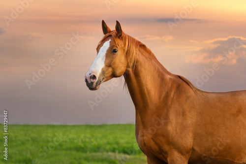 Beautiful red mare on green pasture against sunset sky