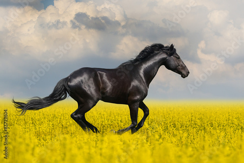 Black horse run in the meadow with yellow flowers