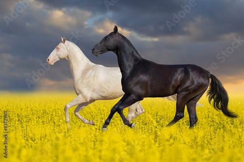 Two horse run in the meadow with yellow flowers