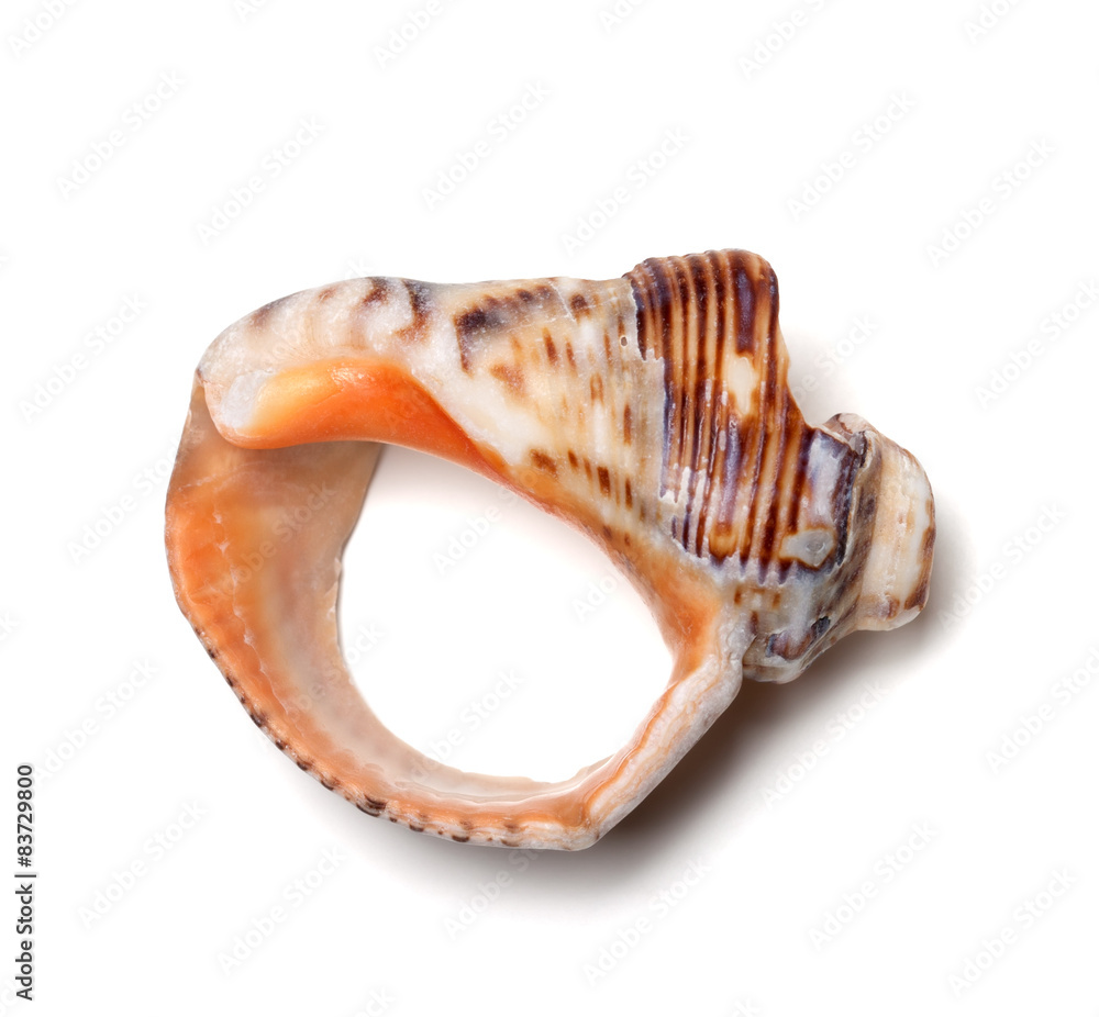 Naklejka premium Empty broken rapana shell