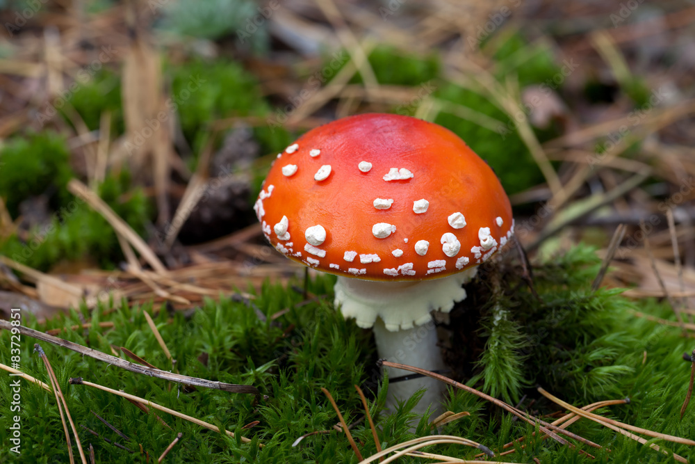 Red amanita muscaria mushroom in moss Red amanita muscaria mushroom in moss