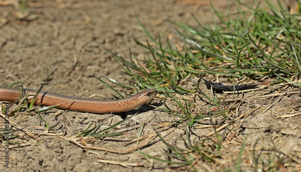 Blindschleiche (Anguis fragilis) am Dörnberg
Blindschleiche (Anguis fragilis) am Dörnberg