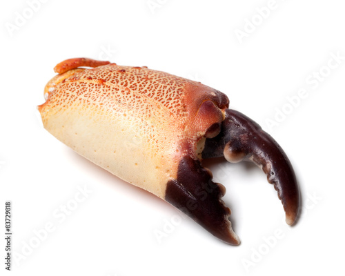 Boiled chela crab isolated on white background photo