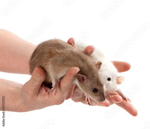 Brown and white rats in hands