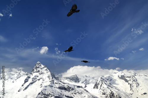 Alpine Chough (Pyrrhocorax graculus) flying in mountains © BSANI