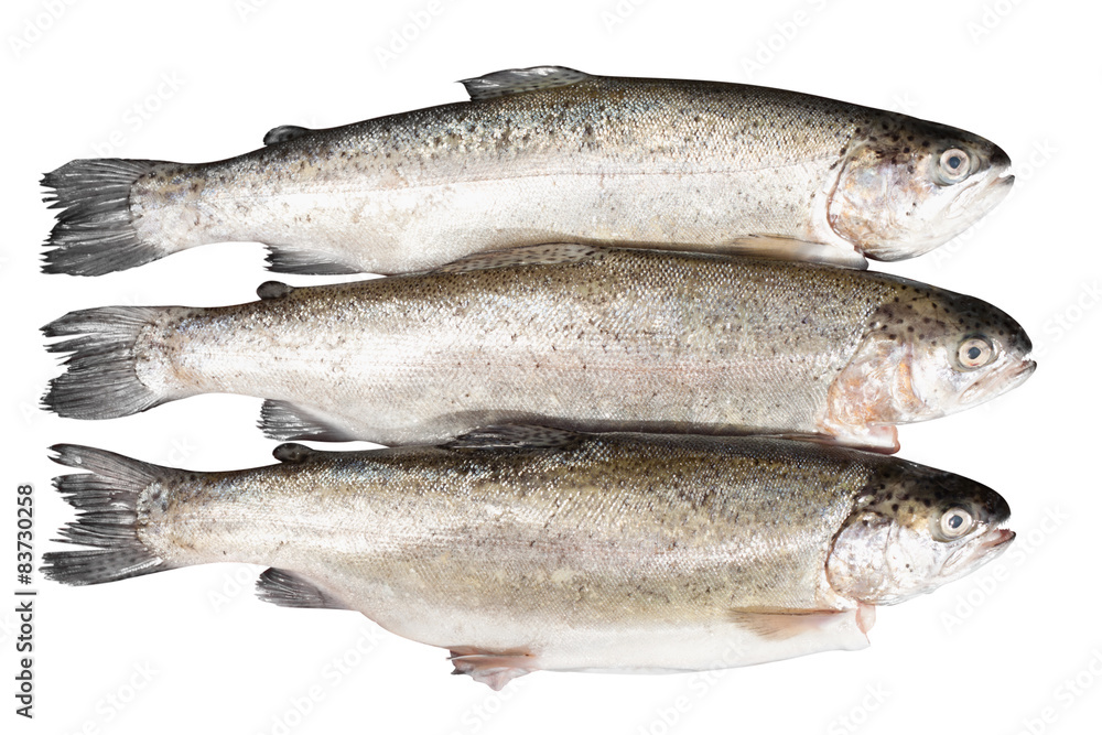fresh trout on white background