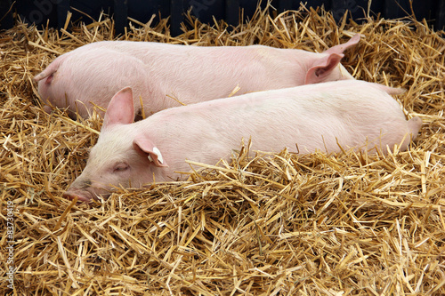 Piglets lying in the hay