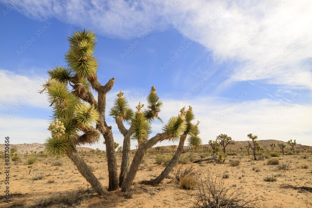 Joshua Tree with flowers in Joshua Tree National Park