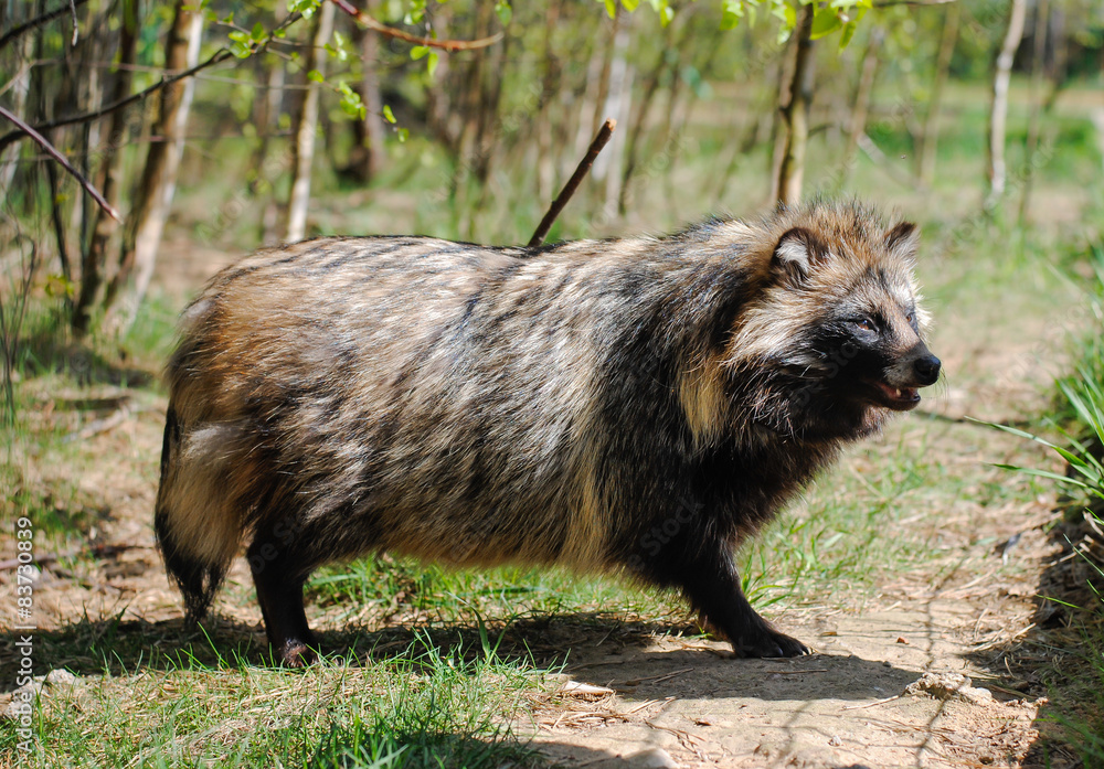 Obraz premium Raccoon