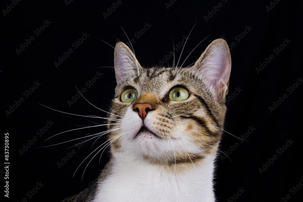Cat surprised portrait