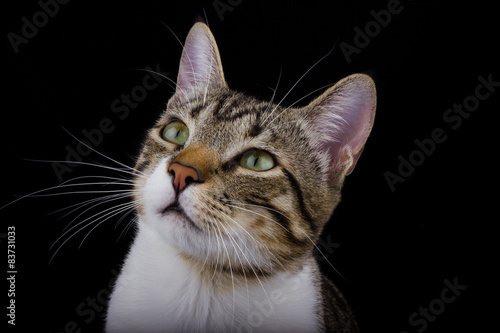 Cat looking up on  black background.